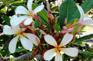 Vonkajšia záhrada v ubytovaní Frangipani
