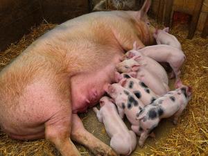 Zvieratá na farme alebo blízkom okolí