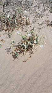 a group of flowers in the sand on a beach at Villa Salvatore in San Leone