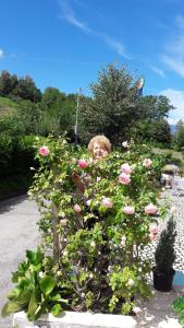 A garden outside Casa Rosetta