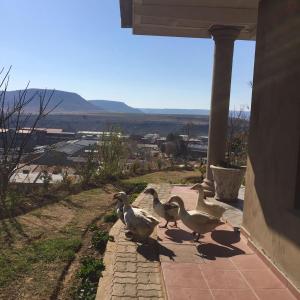 three ducks walking on a patio with a view at Noble Hearts Bed & Breakfast in Maseru