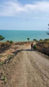a camel walking down a dirt road near the ocean at Номера в Фонтанке in Fontanka