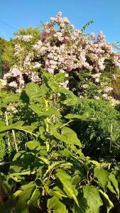 a bush with pink flowers in a garden at Apartment Voula Myrtos in Anomeriá