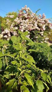 a bush with pink flowers in a garden at Apartment Voula Myrtos in Anomeriá