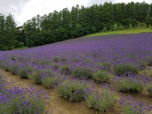 Fotografie z fotogalerie ubytování Furano Mount Villa v destinaci Furano