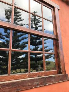 a pine tree is seen through a window at Haciendas del Valle - Las Kentias in Valle de Guerra