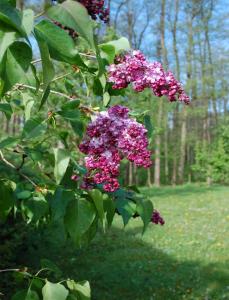 un montón de flores púrpuras en un árbol en Chambres d'hôtes La ParentheZ' en Haguenau