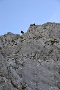 Fotografie z fotogalerie ubytování Pension Edelweiss Top21 v Gosau