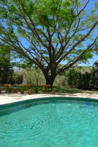 a swimming pool with a tree and a picnic table at Luxury Studio Apartment with all the Trimmings in San Juan del Sur