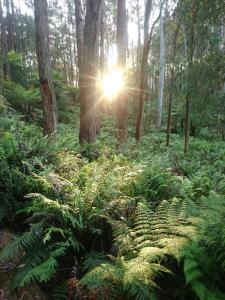 a forest with the sun shining through the trees at Carinya Park in Gembrook