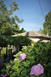 Imagem da galeria de Adilon em Tsagarada mais 30 fotografias