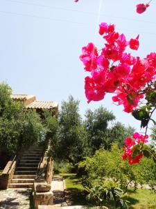 A garden outside To Palio
