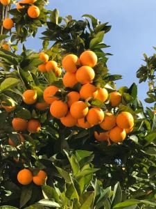 Fotografie z fotogalerie ubytování Cilento v destinaci San Mauro Cilento