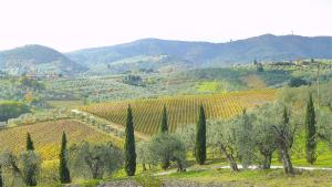 a view of a vineyard with trees and hills at La Solaria in Carmignano