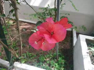 パエストゥムにあるParco delle Violeの庭の赤い花束