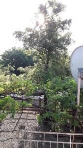 Giardino di liziko's House