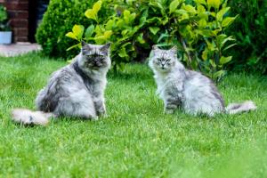 dos gatos sentados en el césped en el patio en Vila Saltanat 41, en Varna