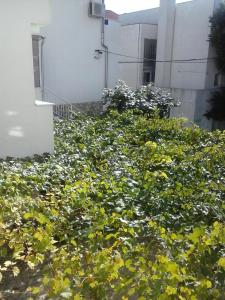 Zahrada ubytování Apartmani Marić