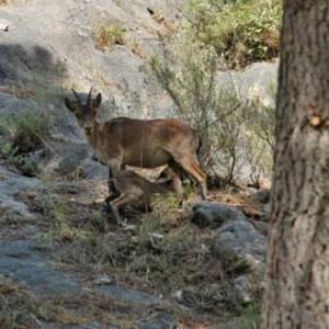 um antílope ao lado de um filhote de antílope em Casa las tres Conchas (2) em Yunquera