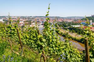 un montón de uvas en una colina con una ciudad en el fondo en Schlosshotel Steinburg en Würzburg