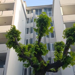 a tree in front of a building at allery in Alba Adriatica