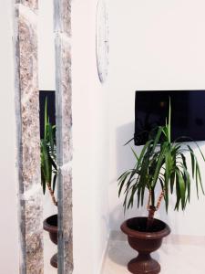 deux plantes en pot sont installées dans une pièce dans l'établissement Apartment Brane, à Solin