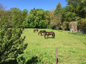 Zvířata v apartmánu nebo okolí + 6 fotografií