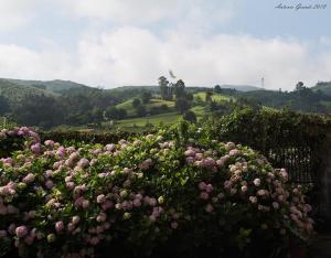Un mazzo di fiori rosa davanti a un campo di Casa Velarde a Torrelavega