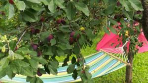 a colorful hammock under a tree with an umbrella at Lavander Garden Camping in Răscruci