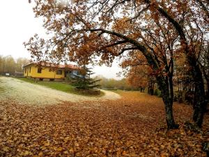 a tree with leaves on the ground next to a house at Agramada in Arnaia