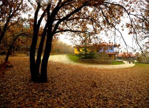 un albero in un parco con foglie per terra di Agramada a Arnaia