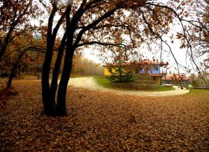 a tree in a park with leaves on the ground at Agramada in Arnaia