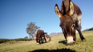 trzy konie pasące się na polu trawy w obiekcie AAA Granary Accommodation w mieście Promised Land