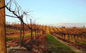 Φωτογραφία από το άλμπουμ του The Grape Leaf Inn σε Healdsburg