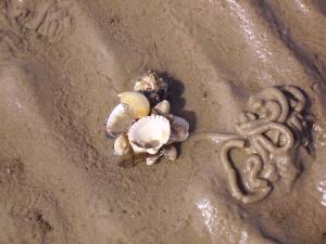 Fotografie z fotogalerie ubytování Nordsee Lodge v destinaci Pellworm