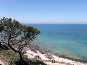 a tree on a hill next to the ocean at Granville Plage Plat Gousset in Granville