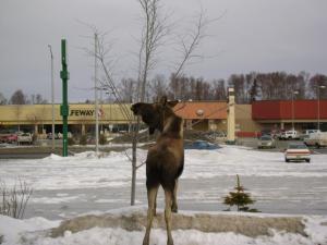 Fotografie z fotogalerie ubytování Aspen Hotel v destinaci Soldotna