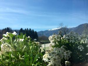 un jardín con flores blancas y montañas al fondo en Locanda Chiocciola, en Quero