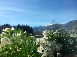 a garden with white flowers and mountains in the background at Locanda Chiocciola in Quero