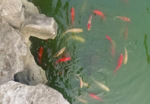 民宿内部或周边的动物