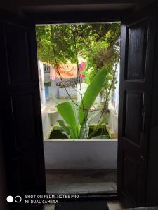 普什卡的住宿－Savitri Palace，透过门透过窗户看到植物