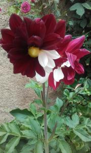 una flor roja y blanca en una planta en Agriturismo E Turre en Serrastretta