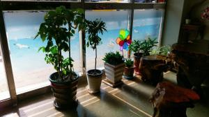 a group of potted plants in front of a window at Dory Inn in Nangan