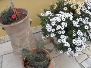 two potted plants sitting next to each other at La Santre Villa in Amoudara Herakliou