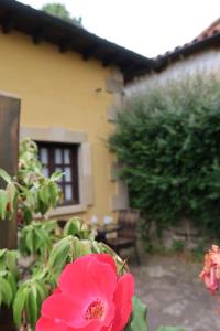 a pink flower in front of a house at Trisileja en Posada La Busta in La Busta