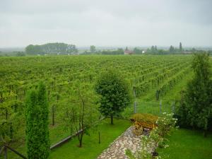 a vineyard with a cart in the middle of a field at Nitt Pince és Panzió in Kisharsány