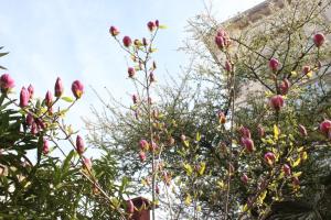 Foto dalla galleria di Guest House Dara a Tsarevo