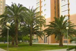 2 palmiers dans un parc en face d'un bâtiment dans l'établissement Apartamentos Plaza Picasso, à Valence