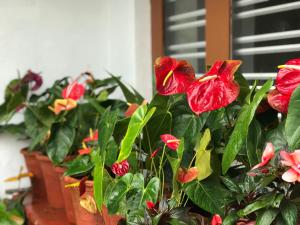 Zahrada ubytování Shreegandha Homestay