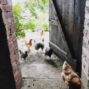 Zwierzęta w gospodarstwie agroturystycznym lub w pobliżu